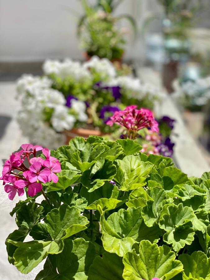 Violet'S Boutique Apartments Sarandë エクステリア 写真
